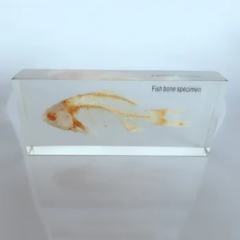 Schelet De Pește Încorporat Specimen Rășină Transparentă Real Oase De Pește Animale Schelet Specimen Model De Biologie Anatomie Didactice