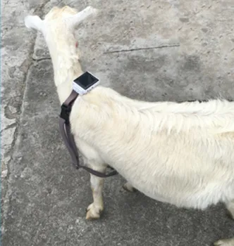 Solar Bovine Ovine Cal Animal Dispozitiv de Urmărire GPS pentru Viață Lungă Impermeabil Mini Solar Vaca GPS Tracker RYDV26+