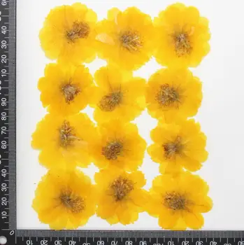 120pcs Uscate Presate Flori Cosmos sulphureus Cav. Pentru Epoxidică Rășină Pandantiv Colier Bijuterii de Luare de Artizanat DIY Accesorii