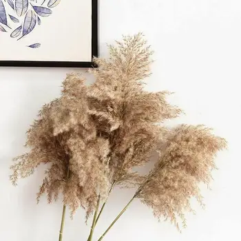 10buc Natural de Mare Reed Grămadă de Iarbă de Pampas Plante Uscate Buchet de Flori Pentru DIY Artificiale Petrecere de Nunta de Decorare