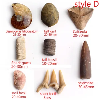 Naturale Mixte De Amoniți Fosili Pește De Dinți De Rechin Minerale-Specimen Grea Piatră De Piatră De Vindecare Colecție Cadou De Vindecare