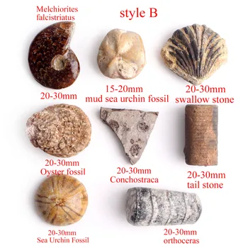 Naturale Mixte De Amoniți Fosili Pește De Dinți De Rechin Minerale-Specimen Grea Piatră De Piatră De Vindecare Colecție Cadou De Vindecare