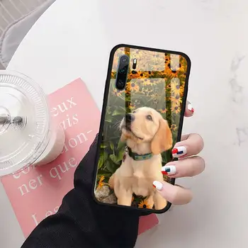 Drăguț golden retriever câine Caz Telefon din sticla Temperata Pentru Huawei Honor 7A 8X 9 10 v10 P30 20 9 10 Pro Plus Lite mate 10 20 pro