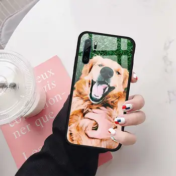 Drăguț golden retriever câine Caz Telefon din sticla Temperata Pentru Huawei Honor 7A 8X 9 10 v10 P30 20 9 10 Pro Plus Lite mate 10 20 pro