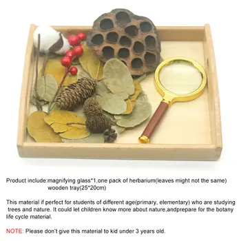 Montessori Senzoriale Materiale de Natura Plante de Observare Juguetes Montessori Educative Jucarii din Lemn Pentru Copii YF0564H