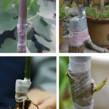 Latime 3cm Altoire Banda PVC Pepinieră autoadezive Plante de Reparatie Casete de Grădinărit Clipuri Instrumente pentru Florale de Fructe Copac Agricultura